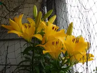 014.webp