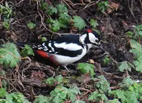 DSC_6639.webp