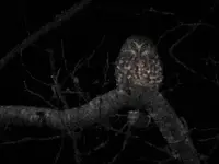 Morepork v.webp