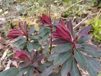 P1030530.webp