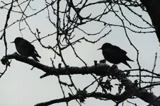 DSCF5410 (2).webp