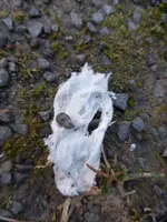 P1040200.webp
