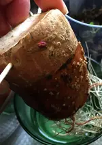 Süsskartoffel Trieb.webp