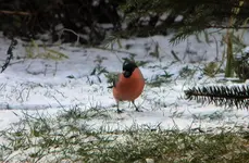 DSCN4156.webp