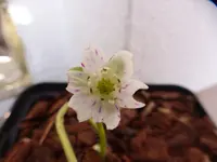 P1040800.webp