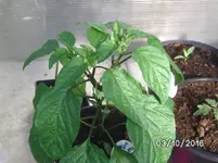 Sweet Cayenne.webp