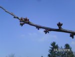 Knospen.JPG