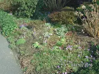 Blumen (3).webp