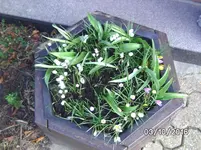 Blumen (4).webp