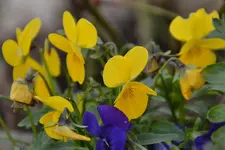 Stiefmütterchen_0001.webp