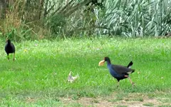 Pukeko Taylor Dam v.webp