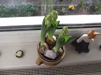 Hyacinthen Weiss  03-16..webp