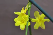 Winterjasmin_3062.webp