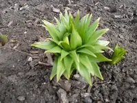 SAM_0799.webp