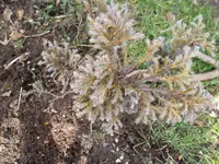 SAM_0806.webp