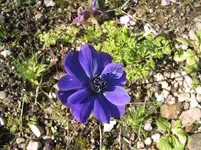 009.webp