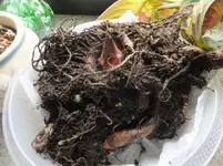 DSCF9050.webp