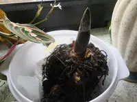 DSCF9051.webp