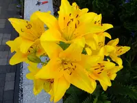 DSCF9078 (2).webp