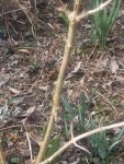 IMG_20160313_150317.jpg