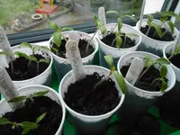 DSCN3589.webp