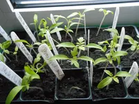 DSCN3590.webp