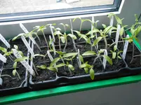 DSCN3591.webp