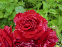 CIMG6805.webp