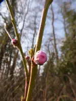 P1040864.webp