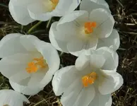 DSCI0249.webp
