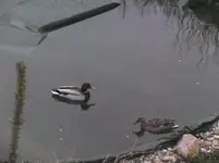 DSCF9321.webp