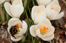 erste Hummel dieses Jahr_14032016_2_900.webp