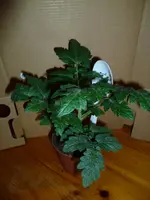 P1080727Early Joe.webp