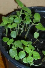 P1080729Löwenmäulchen Innen.jpg
