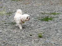 Taylor Dam 5.2.2016 (49)v.webp