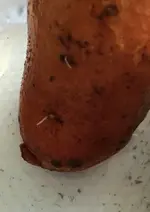 süsskartoffeln 2.webp