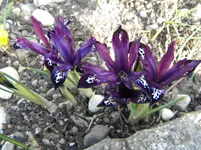 DSCN0147.webp