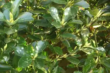 Euonymus-1.webp