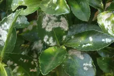 Euonymus-2-,.webp