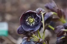 Blue Anemone.webp