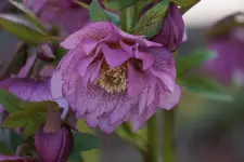 DSC04865.webp