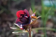 DSC04875.webp