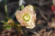 DSC04876.webp