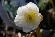 H. niger.webp