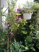 Balkon 3.webp