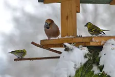 DSC_0634.webp