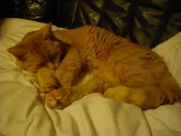 IMGP3346.webp