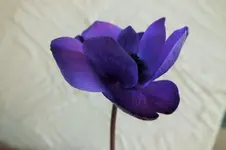 DSCF5424 (2).webp