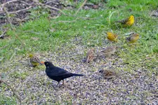 DSC_0091.webp