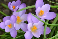 DSC_9419x.webp